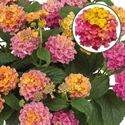 Bild von Lantana P12 Rose
